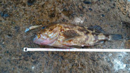 カサゴ新記録&めばるポンポン