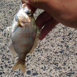 田後港でサビキ釣り！