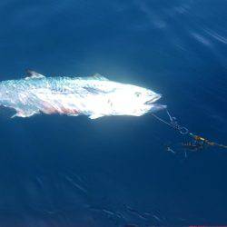 ナブラを追いかけて