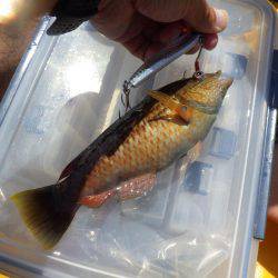 マイカヤック 五目ジギング