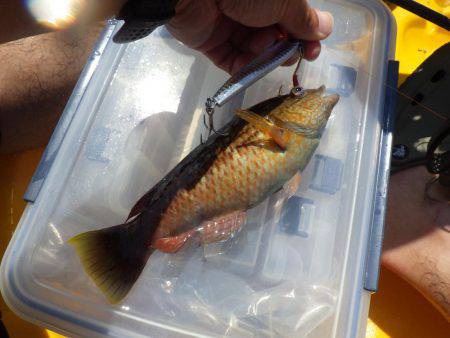 マイカヤック 五目ジギング
