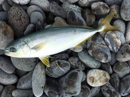 ソウダガツオ、ペンペンシイラ、ワカシのリリ…