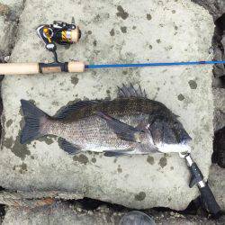 河口チヌ