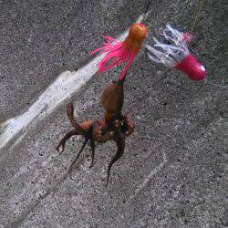 タコ釣り初挑戦