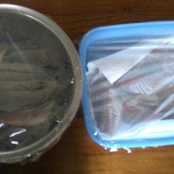 今年は鯵の数が少ない