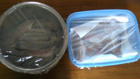 今年は鯵の数が少ない