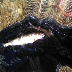 上桂川花背地区