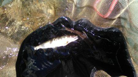 上桂川花背地区