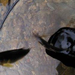 上桂川花背地区