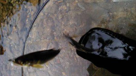 上桂川花背地区