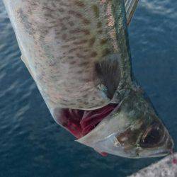 今年は大サバも不調だよ❗