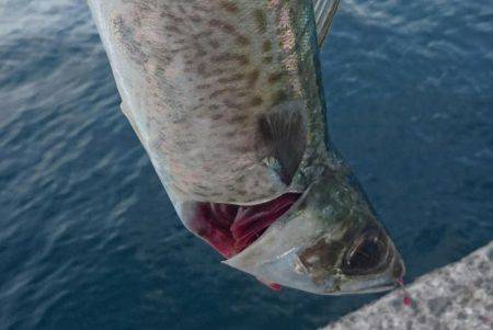 今年は大サバも不調だよ❗