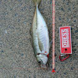 ケンサキエギング