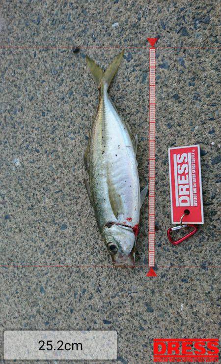 ケンサキエギング