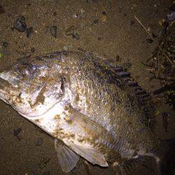 キビレ調査 NO,27