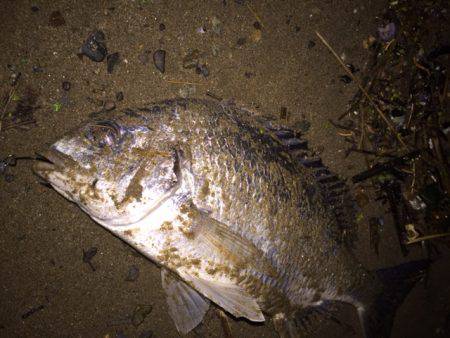 キビレ調査 NO,27