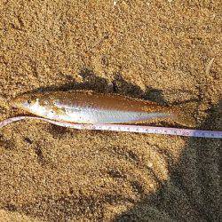 キス釣りに行ったら色々起こった