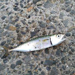 小さすぎるサゴシ