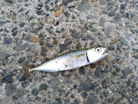 小さすぎるサゴシ