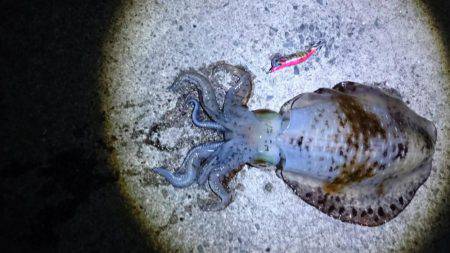 ケンサキイカ！