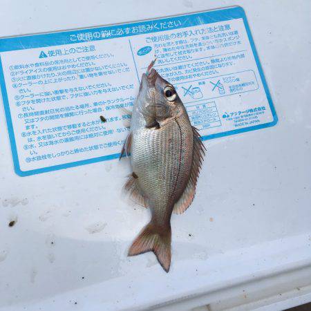 貝塚水路 アジ チャリコ カマス