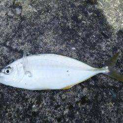 ぶらっと釣りに