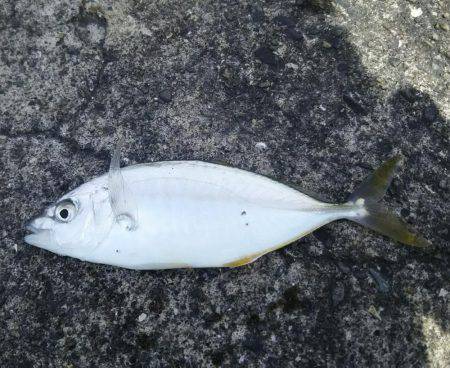 ぶらっと釣りに