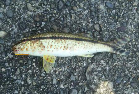 お昼から夕方まで