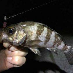 大サバ釣り多っ!!