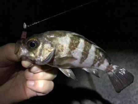 大サバ釣り多っ!!