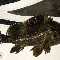 ガッシーマンション