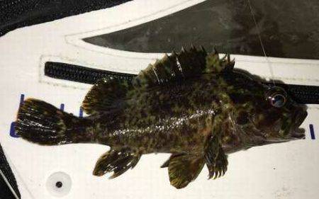 ガッシーマンション