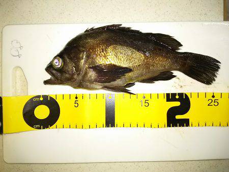 梅雨が明けても梅雨メバル