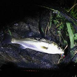 由良川シーバス