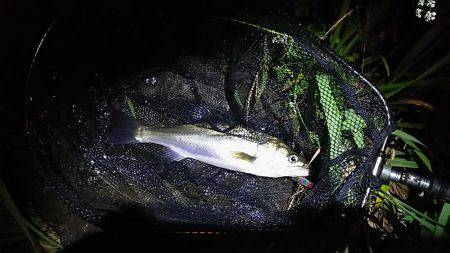 由良川シーバス