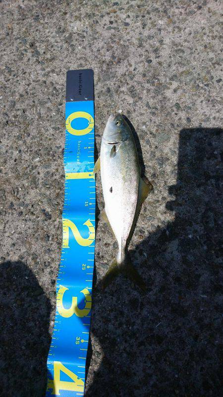 南芦屋浜ベランダ