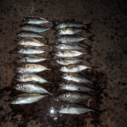 坊勢アジング(2017-7)