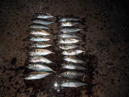 坊勢アジング(2017-7)