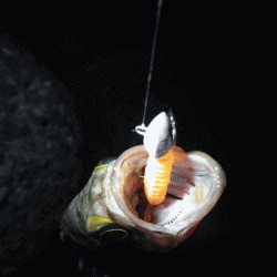 二見メバル(2017-5)