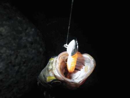 二見メバル(2017-5)