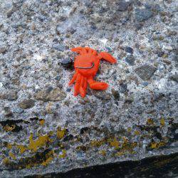 タコ釣れました