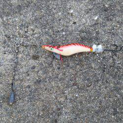 舞洲でタコ釣り