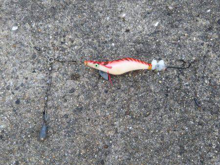 舞洲でタコ釣り