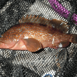 日本海アジング（2017-9）