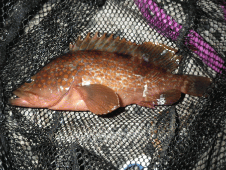 日本海アジング（2017-9）