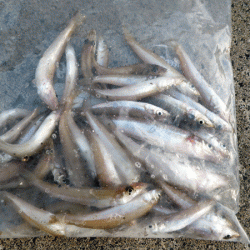 日本海キス(2017-2)