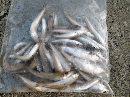 日本海キス(2017-2)