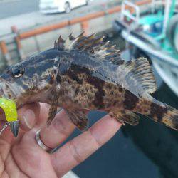 来る日も来る日もライトワインド〜！