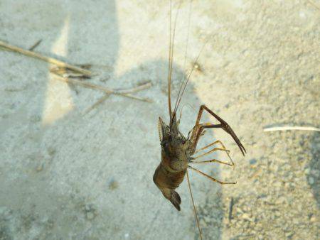 チニングと手長エビ釣り
