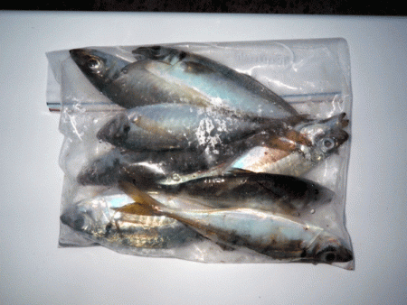 坊勢アジング(2017-10)